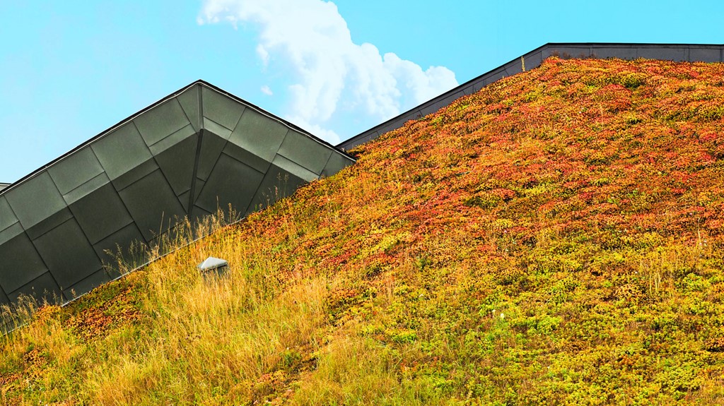 iStock-1452717892-groendak-1600x900